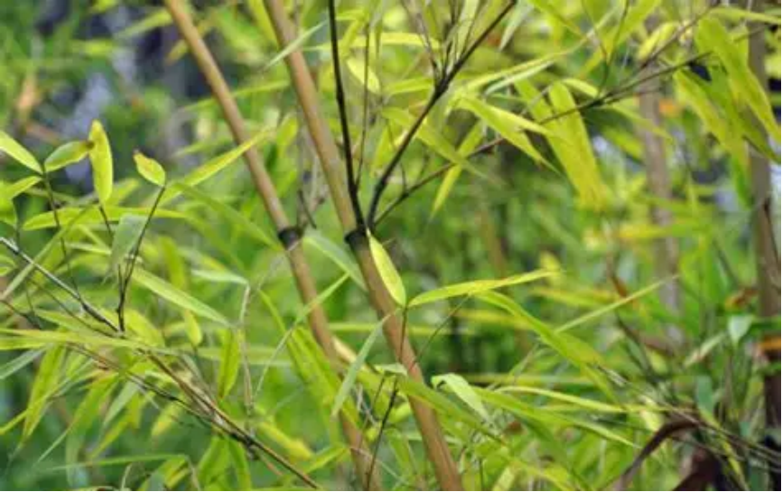 bitter bamboo