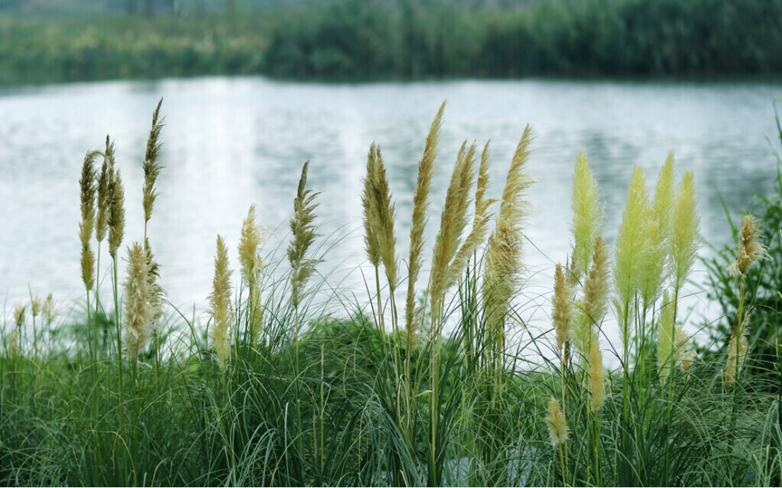 reed