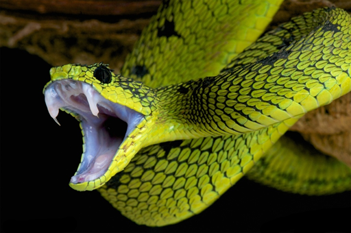 Snake Photo